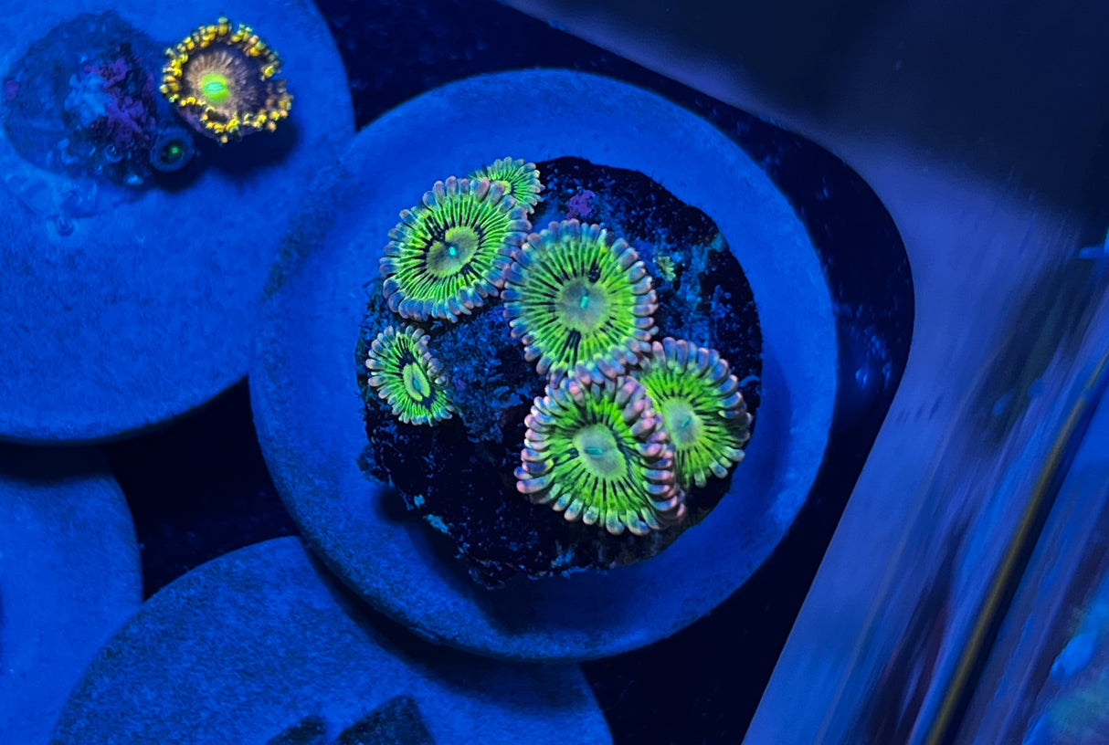 Pink Skirt Zoanthid