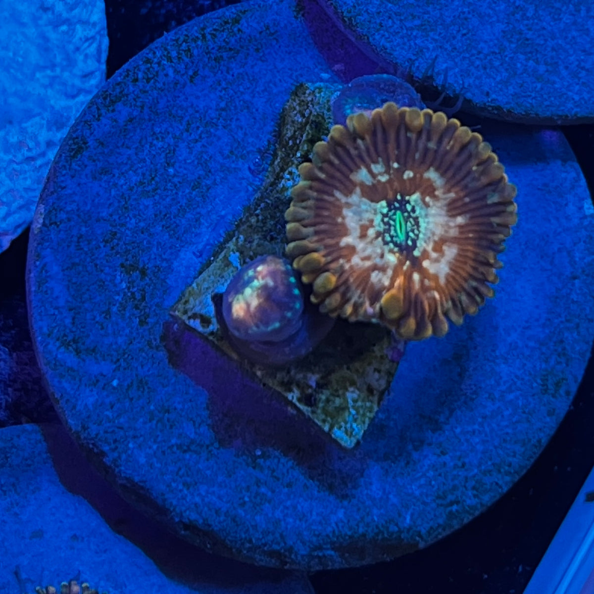 Magician Morph Zoanthid – Discover Aquatics Shop