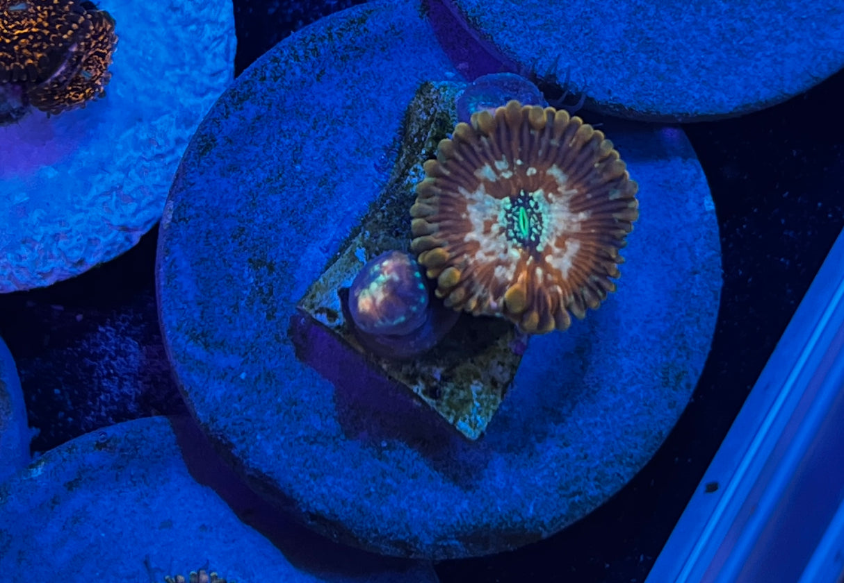 Magician Morph Zoanthid