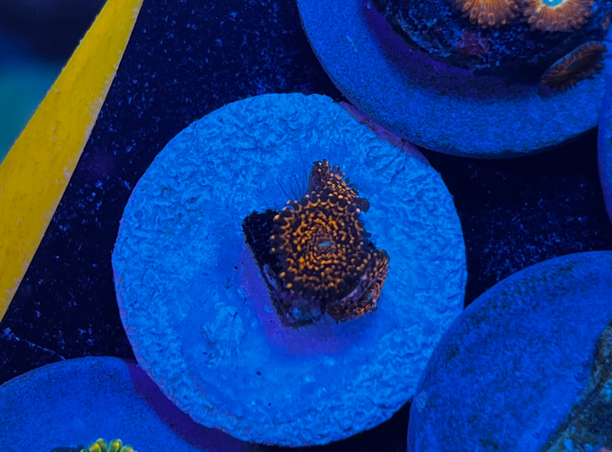 Nightmare Zoanthid