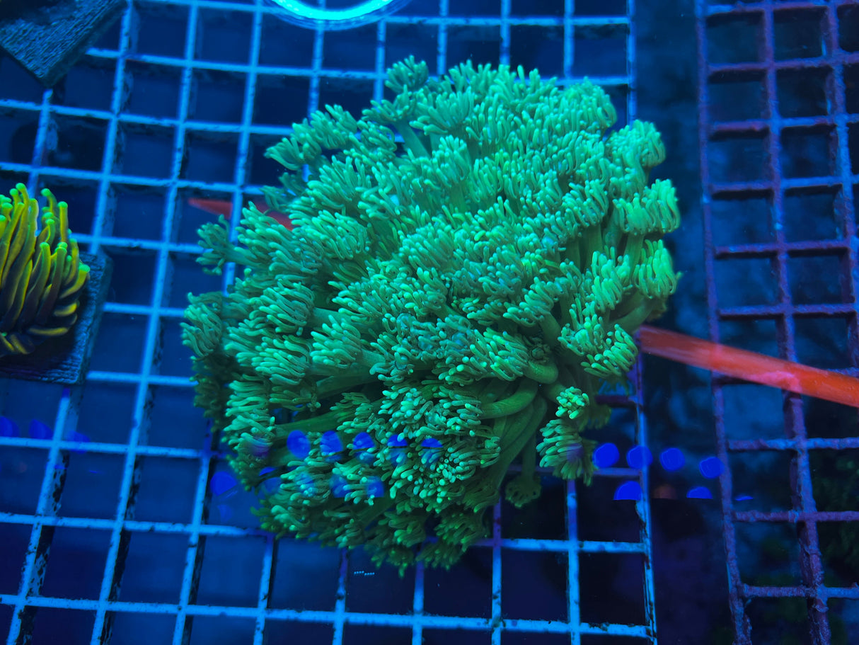 Neon Green Goniopora