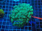 Neon Green Goniopora