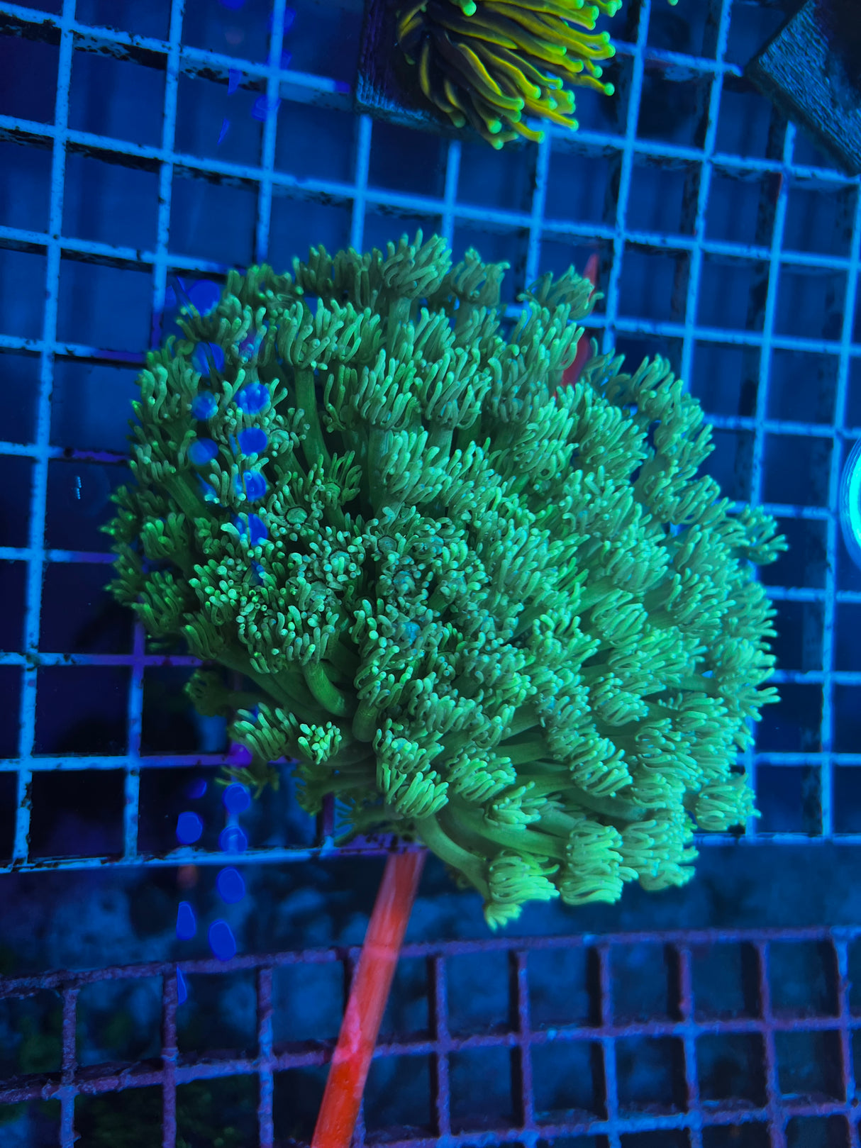 Neon Green Goniopora