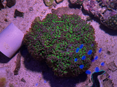 Bicolor Hammer colony