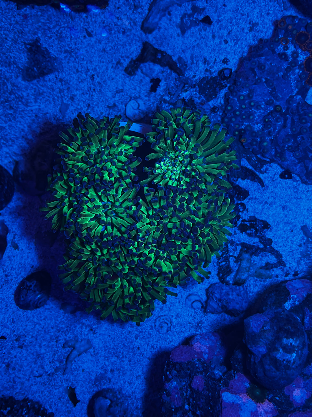 Bicolor Hammer colony