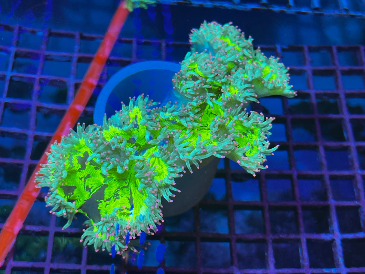 Pink Tip Elegance Coral