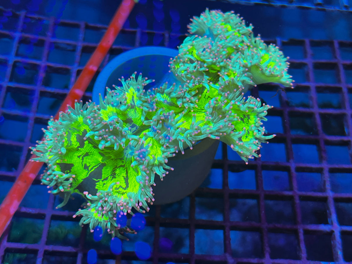 Pink Tip Elegance Coral