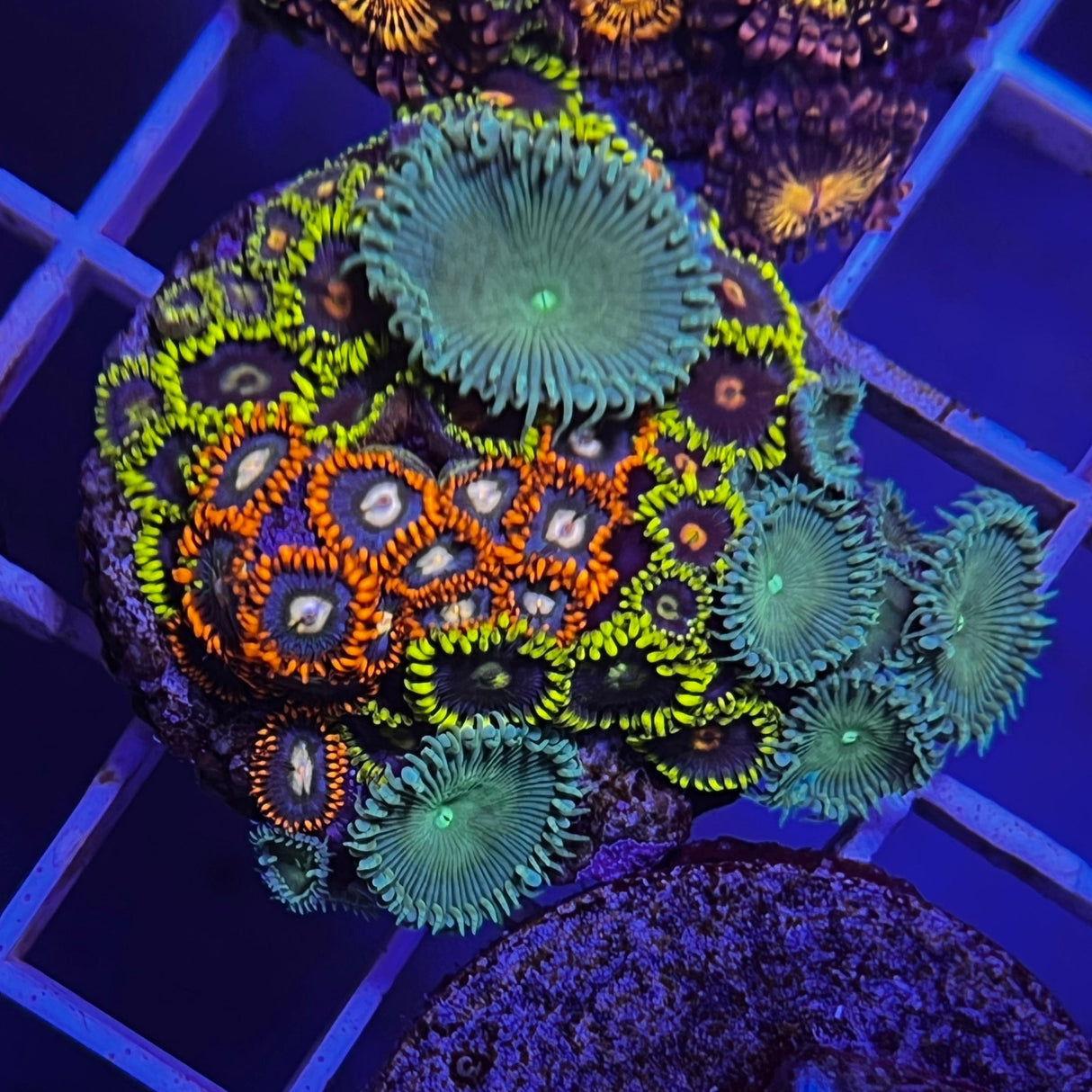 Zoanthid garden plug