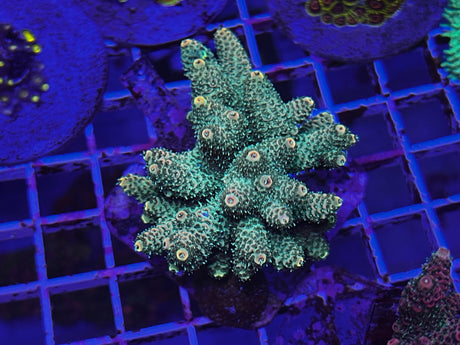 Maricultured Acropora colony