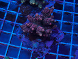 Maricultured Acropora colony