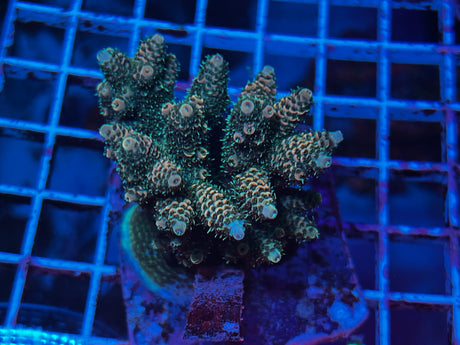 Maricultured Acropora colony