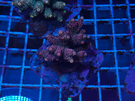 Maricultured Acropora colony