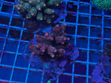 Maricultured Acropora colony