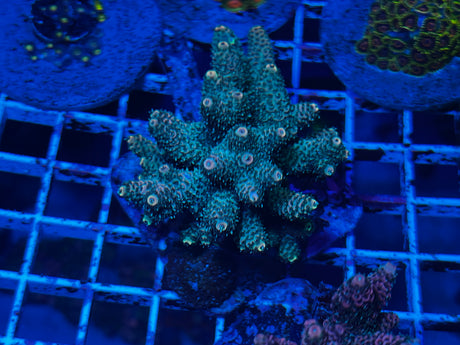 Maricultured Acropora colony