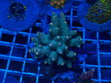 Maricultured Acropora colony