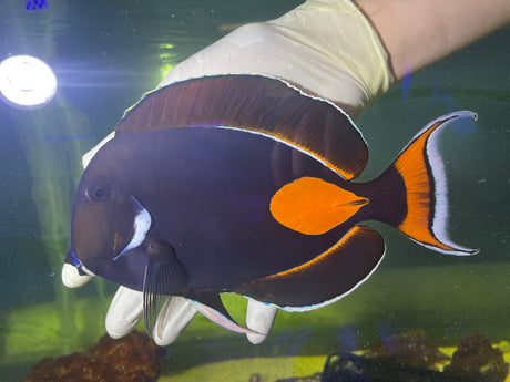 Achilles Tang XL