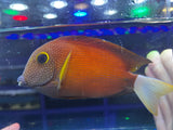 White-Tail Bristletooth Tang – Ctenochaetus flavicauda