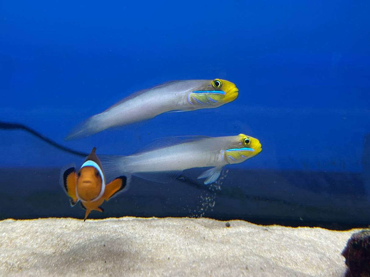 Sand Sifting Gold head sleeper goby