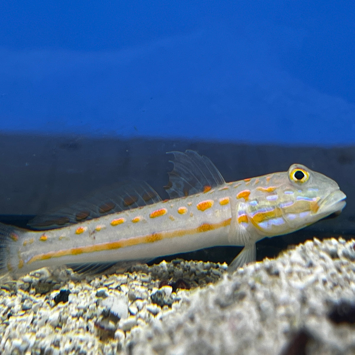 Sand sifting goby moving sand in reef aquarium