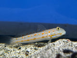 Sand sifting Diamond Sleeper Goby