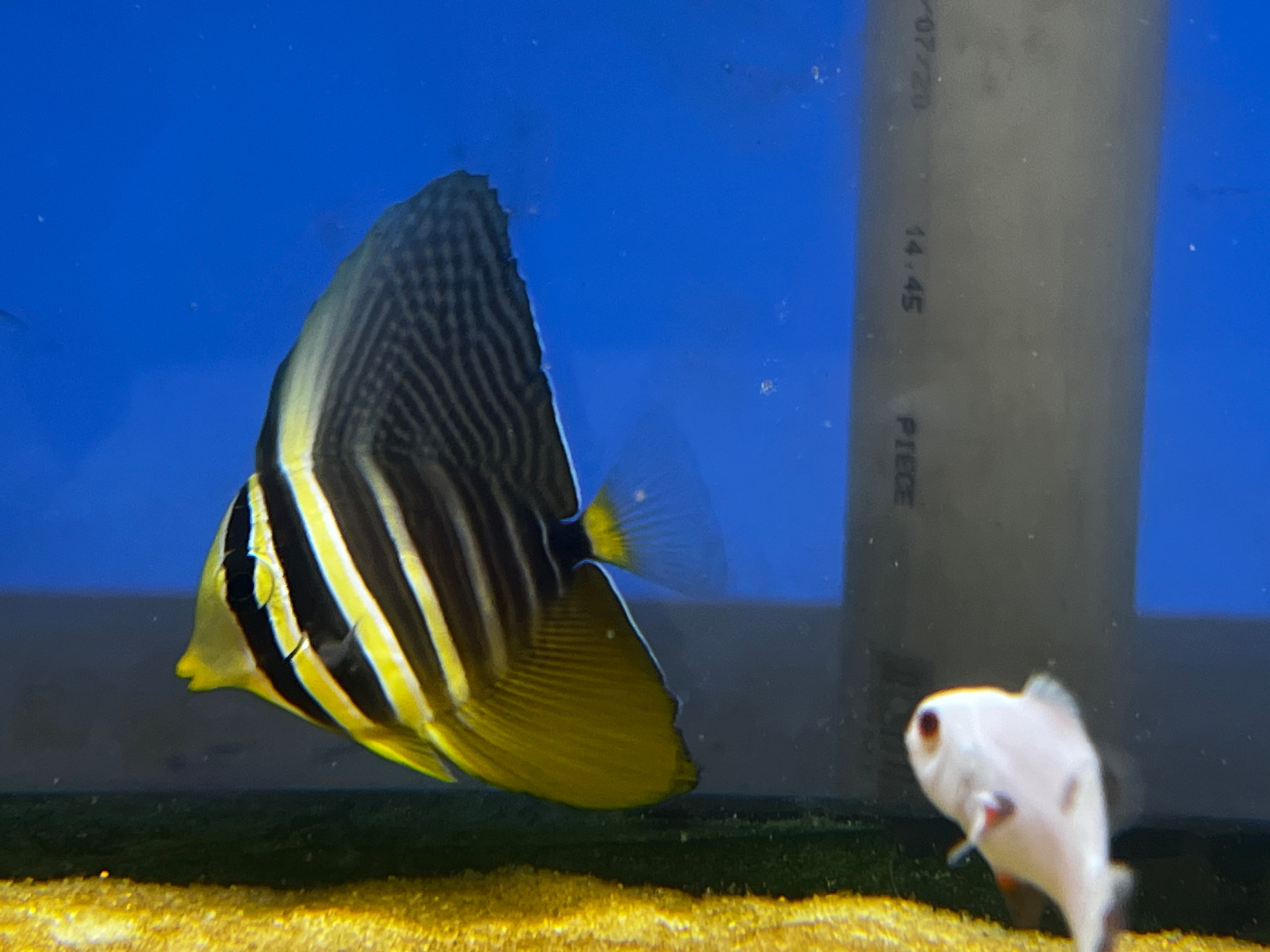 Sailfin Tang Fish