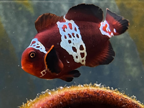 Lightning Maroon Clownfish