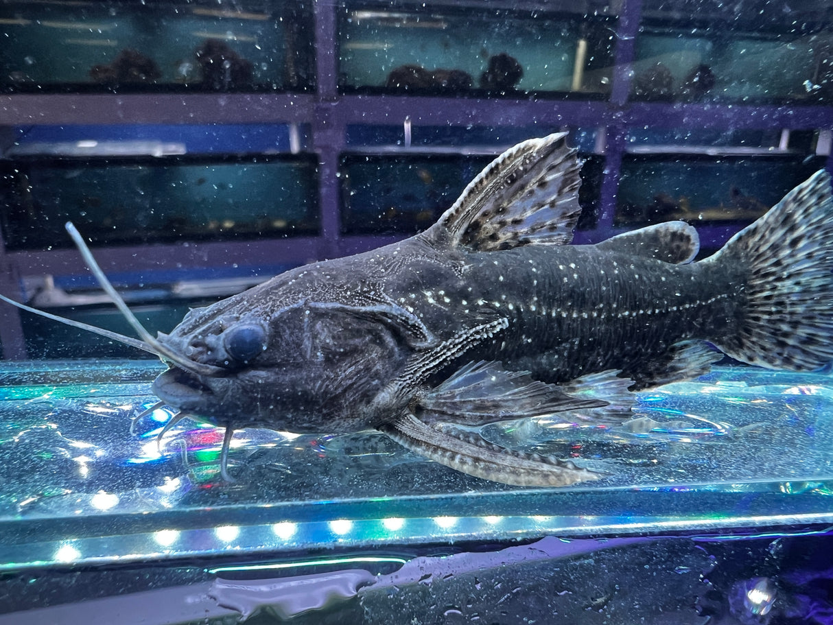Driftwood Catfish