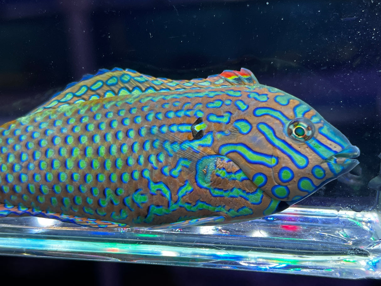 Large Male Leopard Wrasse