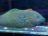 Large Male Leopard Wrasse