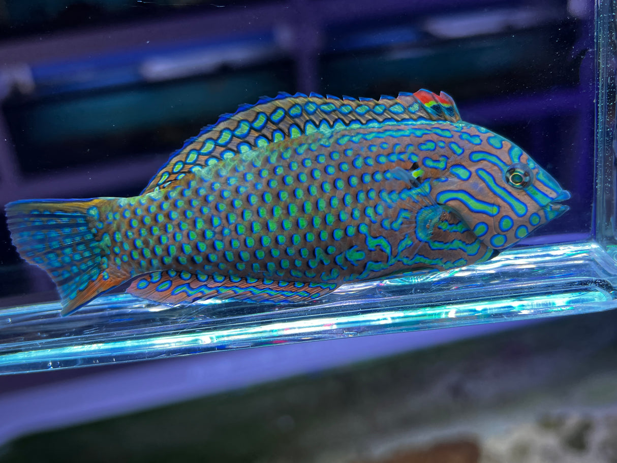 Large Male Leopard Wrasse