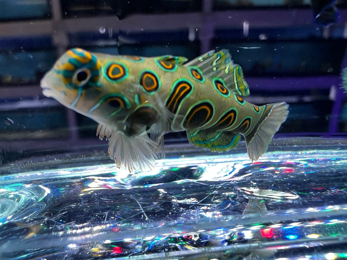 Captive bred Spotted Target Mandarin Synchiropus picturatus (Eating flakes!)