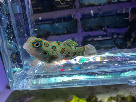 Captive bred Spotted Target Mandarin Synchiropus picturatus (Eating flakes!)