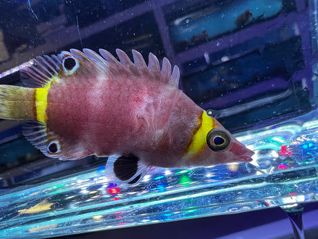 Possum Wrasse