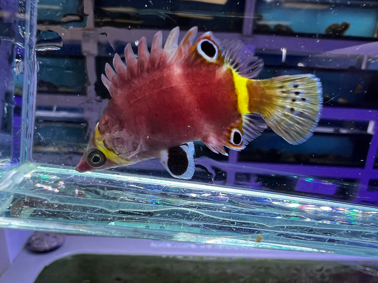 Possum Wrasse