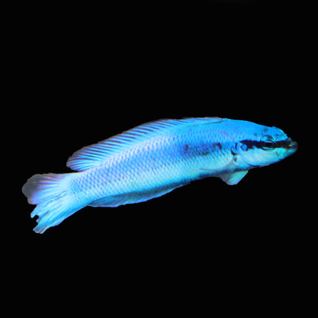 Indigo Dottyback Fish