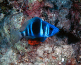 Indigo Hamlet Fish