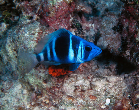 Indigo Hamlet Fish