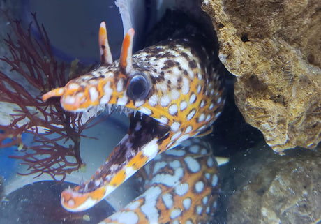 Japanese Dragon Eel