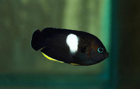 Keyhole Angelfish