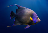 Koran Angelfish Adult