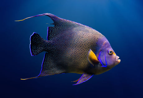 Koran Angelfish Adult