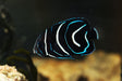 Koran Angelfish Juvenile