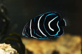 Koran Angelfish Juvenile