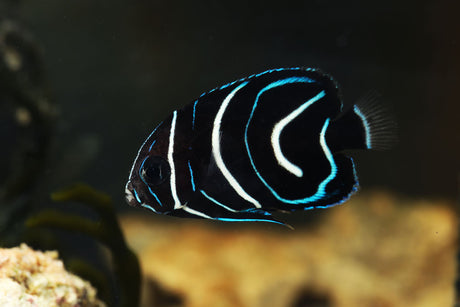 Koran Angelfish Juvenile