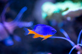Kupang Damsel