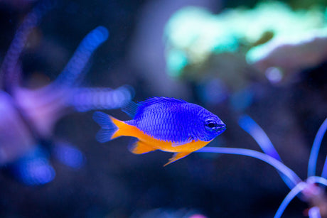 Kupang Damsel