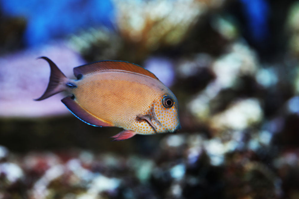 Lavender Tang