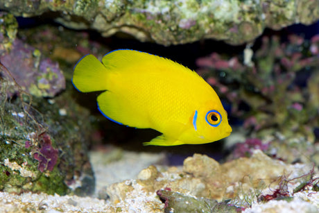 Lemonpeel Angelfish