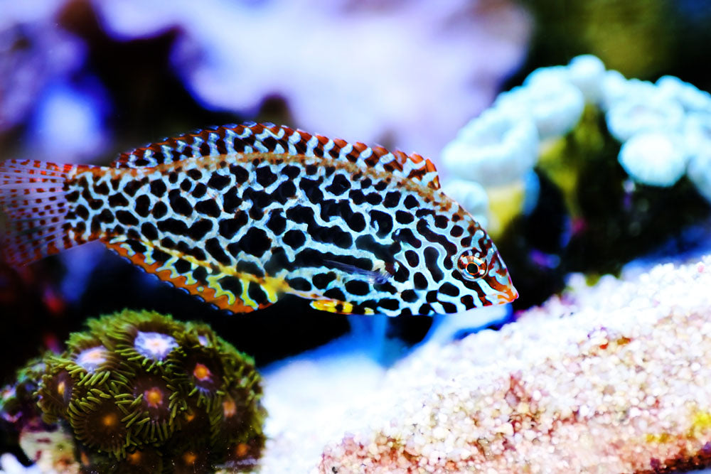 Leopard Wrasse