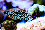 Leopard Wrasse